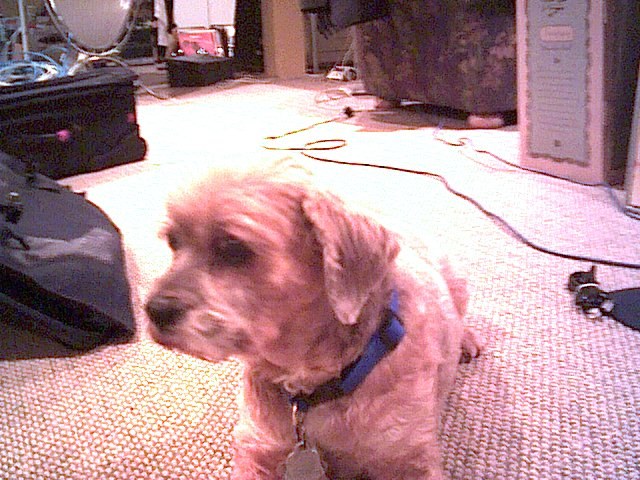A small dog named Sparky sitting on the office floor near equipment cases.