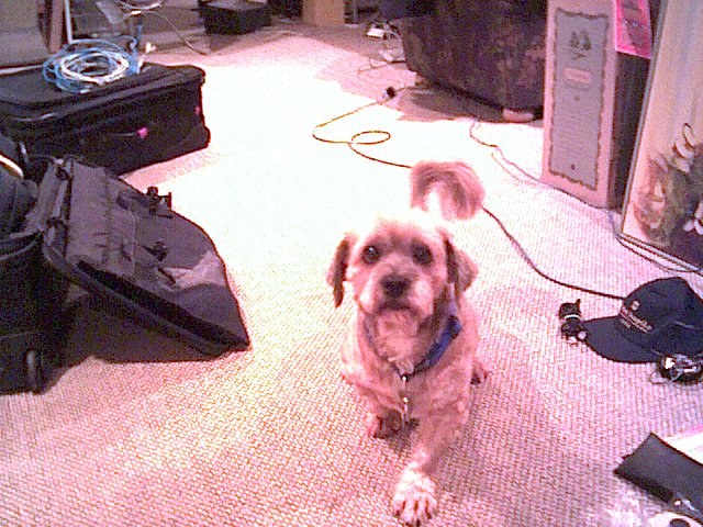 Sparky walking toward the camera through the office.